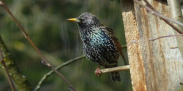 Star - Vogel des Jahres 2018