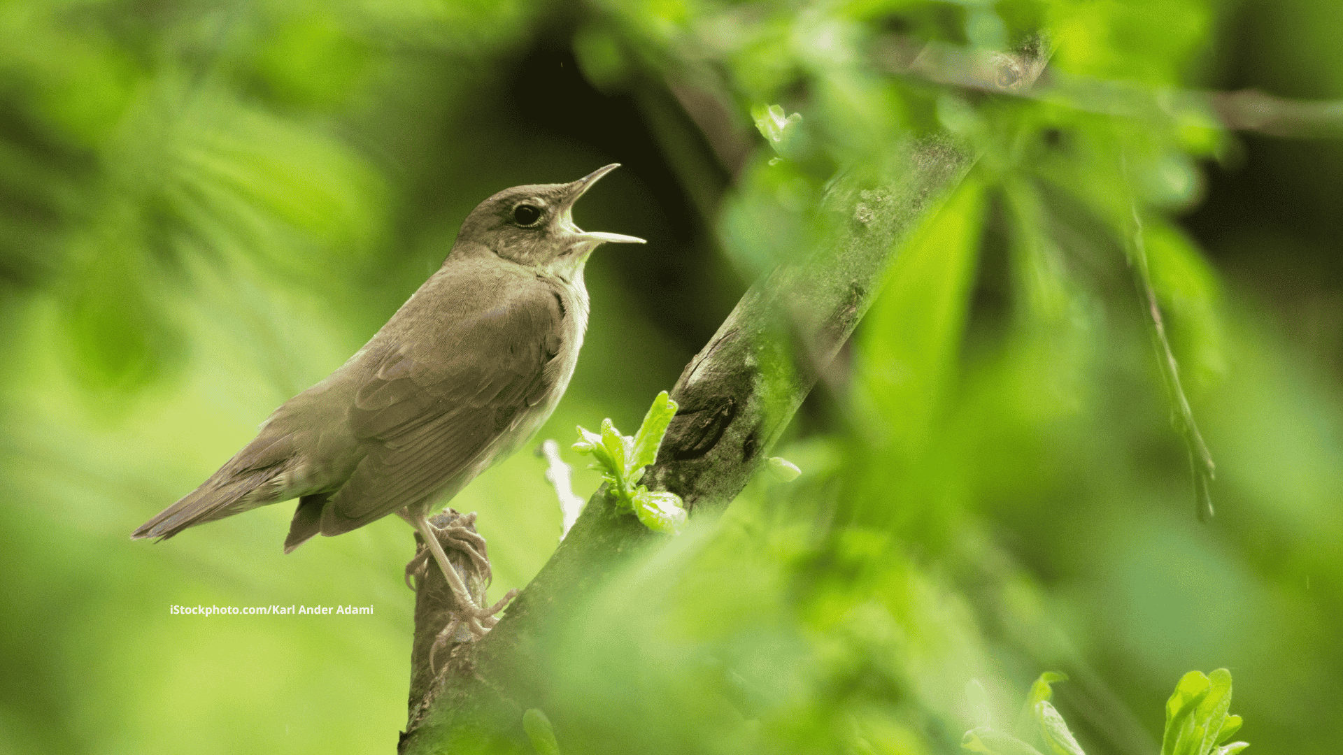 Schlagschwirl: Vogel mit Heuschreckensound