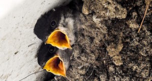 Mehlschwalbe und Mauersegler – Gebäudebrüter in Gefahr