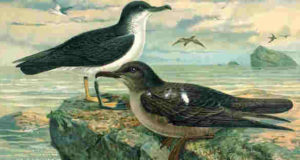 Johann Friedrich Naumann und die Deutsche Ornithologen-Gesellschaft