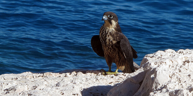 Eleonorenfalke – Wechselhafter Greifvogel