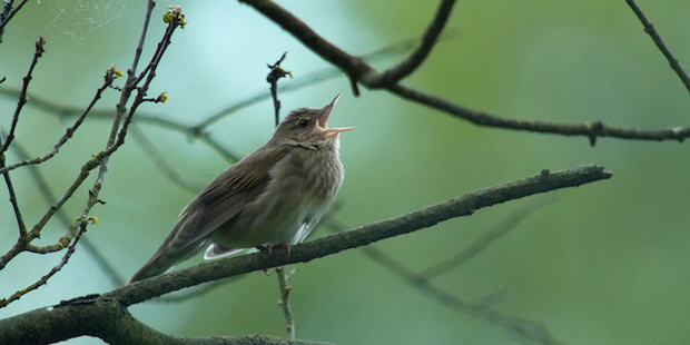 Schlagschwirl – Vogel mit Heuschreckensound