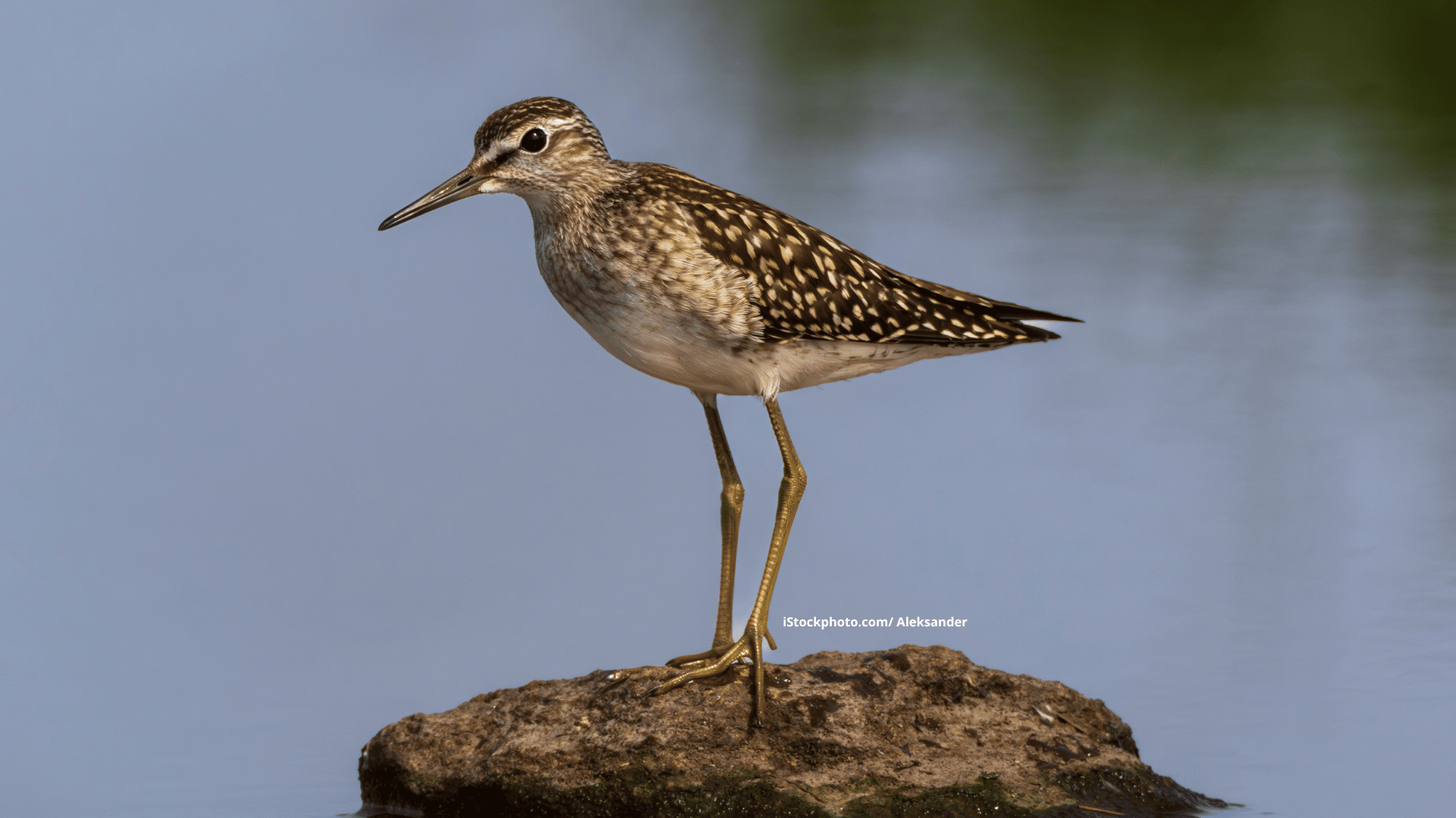 Bruchwasserläufer:  Langbein aus dem Norden