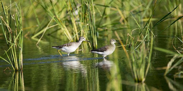 Bruchwasserläufer – Langbein aus dem Norden