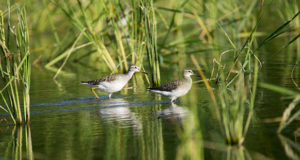 Bruchwasserläufer – Langbein aus dem Norden