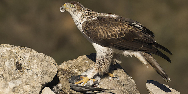 Habichtsadler – Superheld unter den Greifvögeln