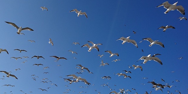 Vogelbeobachtung in Portugal: Die Sagres-Halbinsel