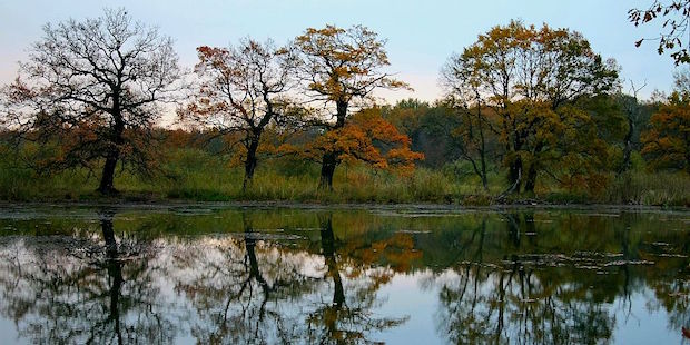 Das Biosphärenreservat Mittelelbe – Lebensraum Fluss