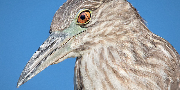 Die Nickhaut – Scheibenwischer für Vögel