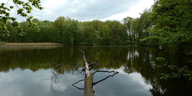 Vogelbeobachtung in Sachsen: Die Limbacher Teiche