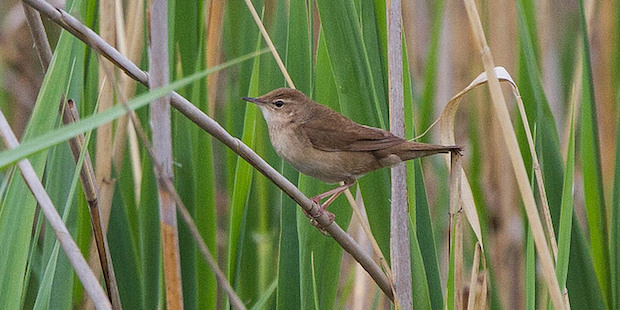 Rohrschwirl – Zwischen Schilf und Sahara