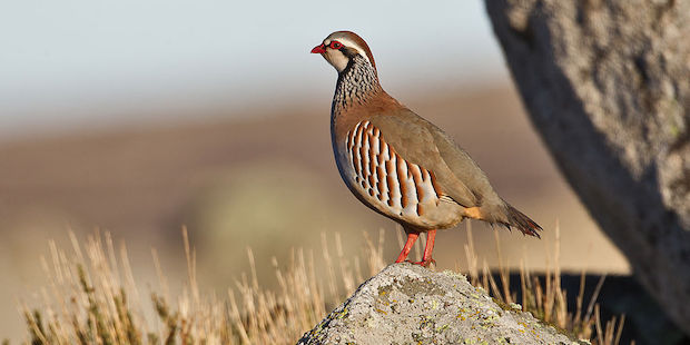 Steinhuhn – Vogel oder Felsen?