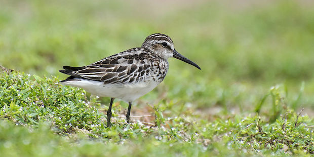 Sumpfläufer – Skandinavischer Moorbewohner