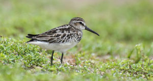 Sumpfläufer – Skandinavischer Moorbewohner