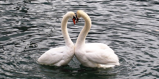 Für immer oder doch auf Zeit:  Liebe und Treue bei Vögeln