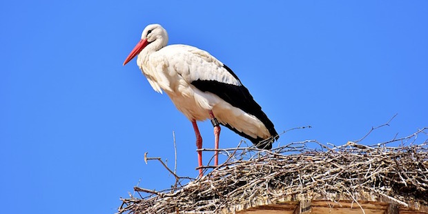 Mythos auf langen Beinen: Der Weißstorch