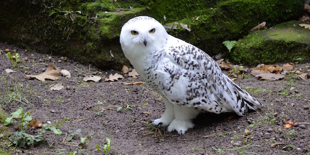 Aktualisierte Rote Liste – Immer mehr Vögel in Gefahr