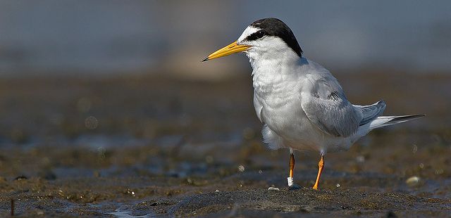 Zwergseeschwalbe – Kleinste Seeschwalbe der Welt