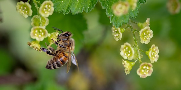 Insektensterben in Deutschland – Dramatischer als gedacht?