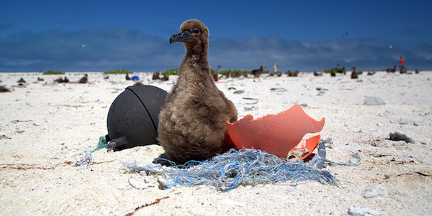 Plastik: Die Henkersmahlzeit der Seevögel