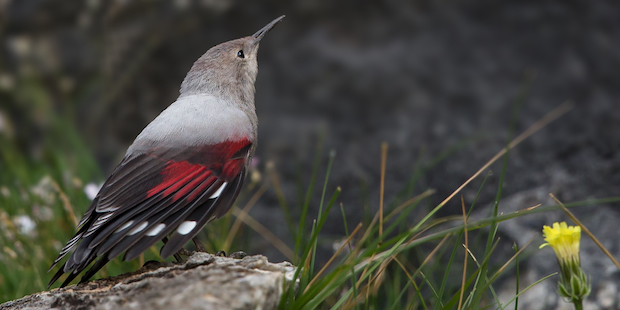 Mauerläufer – Schönling der Berge