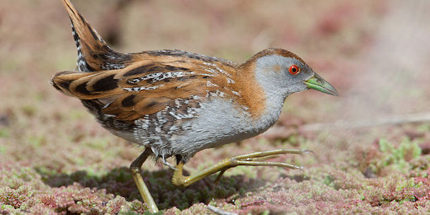 Zwergsumpfhuhn – unsichtbar und anspruchsvoll