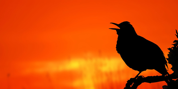 Vögel und Lärm: Wenn die Stadt übertönt werden muss