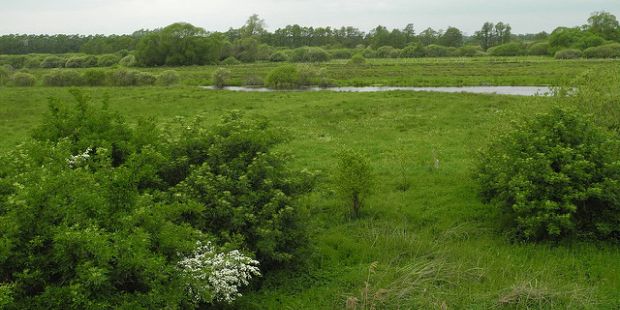 Der Drömling:  Vogelparadies zwischen Sachsen-Anhalt und Niedersachsen