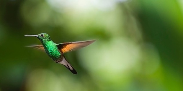 Kolibris – Schillernde Überlebenskünstler
