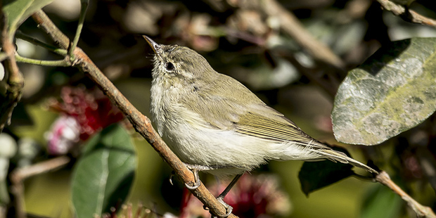 Grünlaubsänger – Brutvogel mit Aufwärtstrend