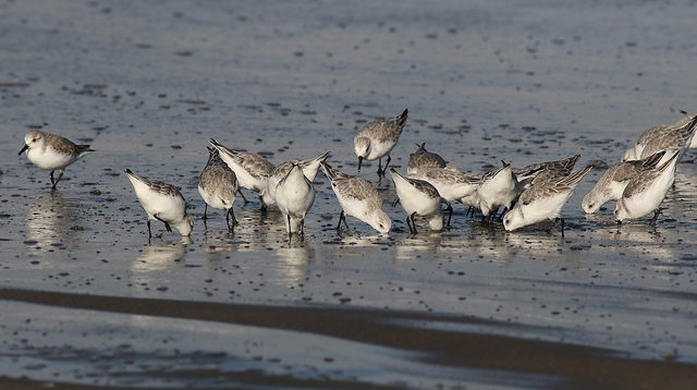 Sanderlinge – Zwischen Arktis und Sandstrand