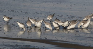Sanderlinge – Zwischen Arktis und Sandstrand