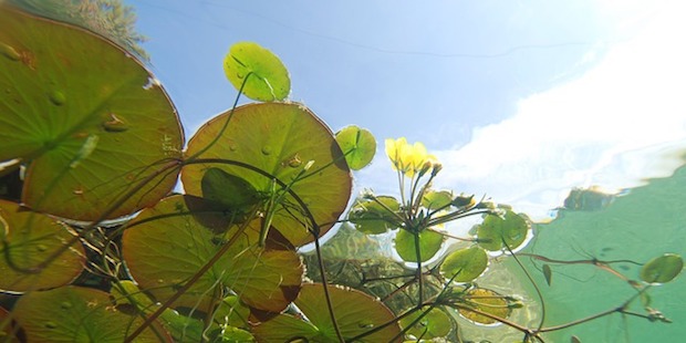 „Jeder Gemeinde ihr Biotop“ – Ein Naturprojekt für die Zukunft