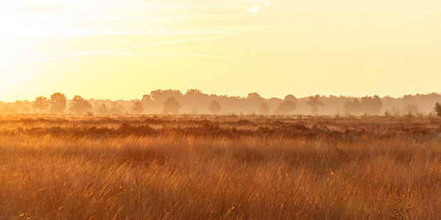 Ein kostbares Überbleibsel – Das Recker Moor in Nordrhein-Westfalen