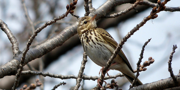 Waldpieper – Heimlicher Bodenbrüter