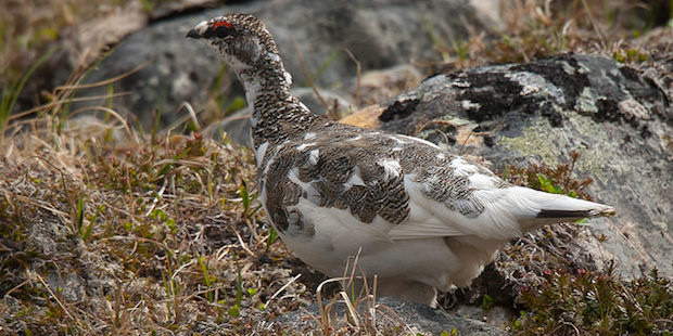 Alpenschneehuhn – Gefiedertes Chamäleon