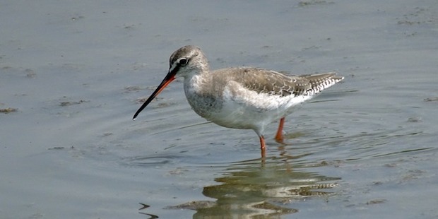 Dunkler Wasserläufer