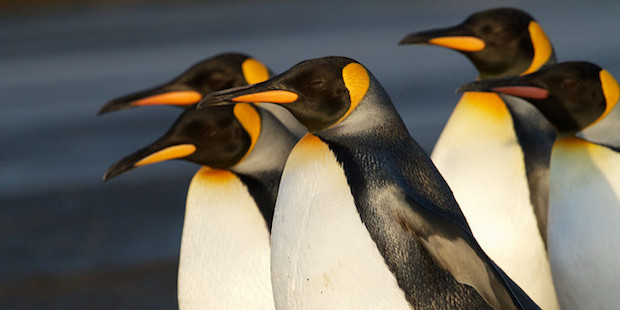 Mysteriöser Pinguinschwund auf der Île aux Cochons