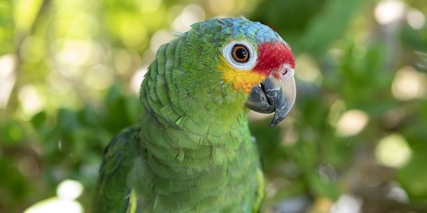 Der Papagei – Ein Vogel mit Nachahmungsgabe