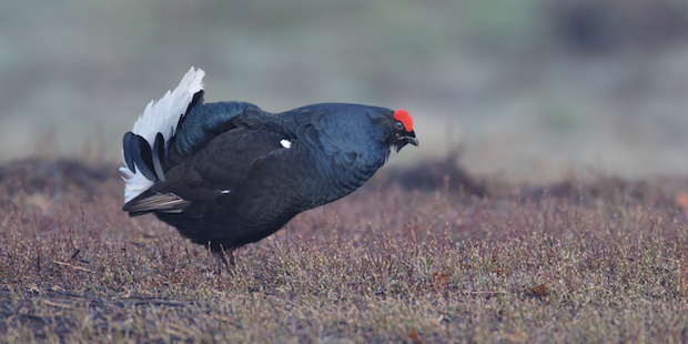 Balzende Seltenheit: Birkhühner in der Lüneburger Heide