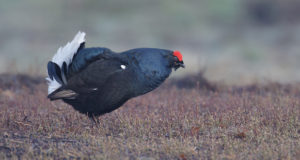 Balzende Seltenheit: Birkhühner in der Lüneburger Heide