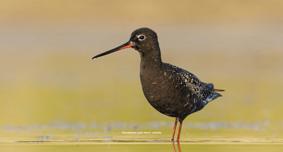 Ein Dunkler Wasserläufer im Wasser.