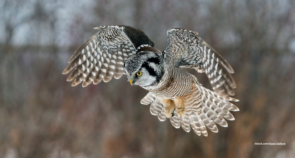 Das Foto zeigt eine Sperbereule im Flug.