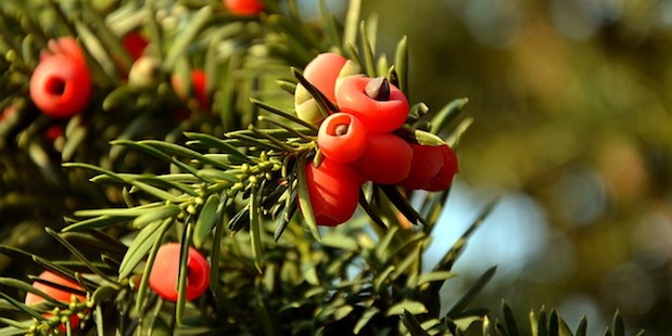 Gift für Menschen, Futter für Vögel: Die Eibe