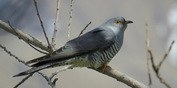 Irrtümer aus der Vogelwelt