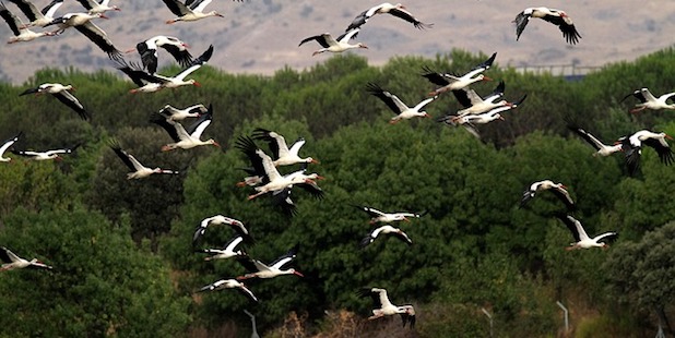 Die Reise Der Storche Wer Fliegt Wohin