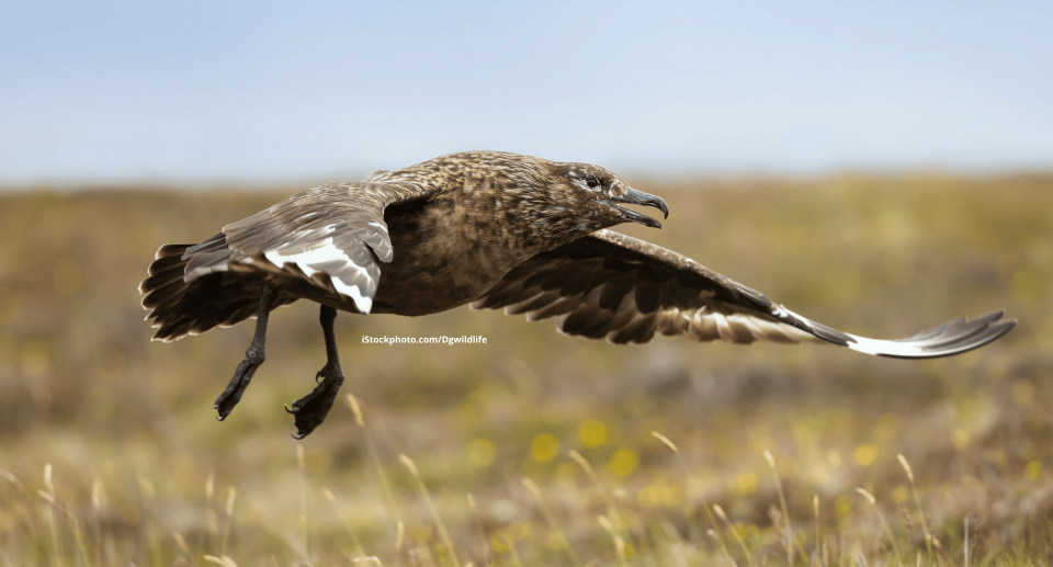 Ein Skua im Flug.