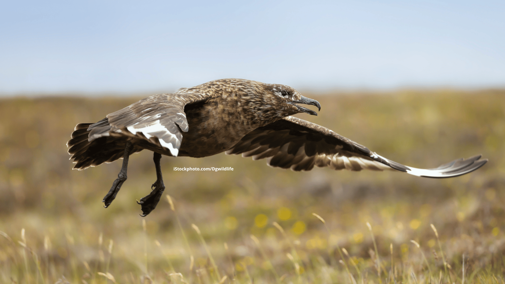 Skua: Mundraub und Dating-Klubs
