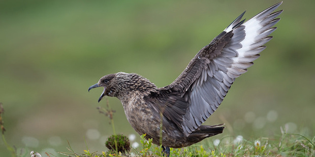 Skua