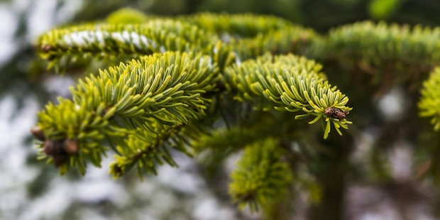 Weihnachtsbaumplantagen als Lebensraum